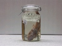 藏品(環紋蓑鮋)的圖片